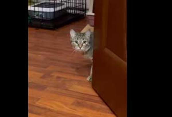 قطة مشاكسة تثير فوضى عارمة داخل عيادة(فيديو)